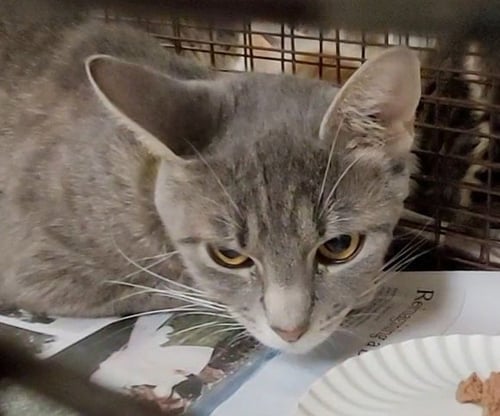 GRADDY - Domestic Short Hair available for adoption