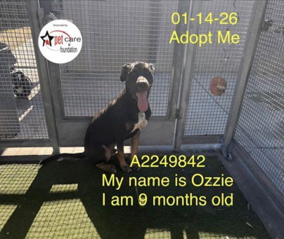 OZZIE - Labrador Retriever available for adoption