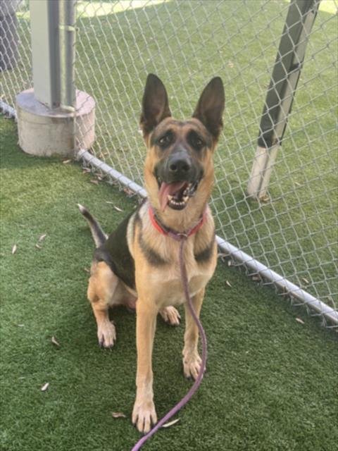 DUGLAS - German Shepherd Dog available for adoption