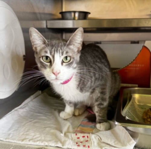 SHUGA - Domestic Short Hair available for adoption