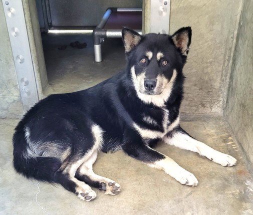 BALTO Image