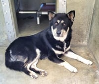BALTO - Photo 1