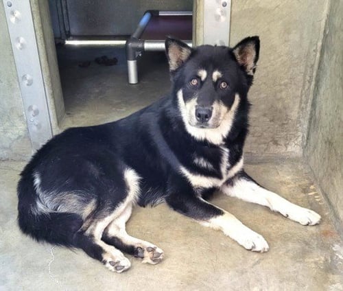BALTO - Husky available for adoption