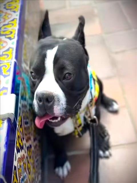 CUBIN - Boston Terrier / Pit Bull Terrier available for adoption