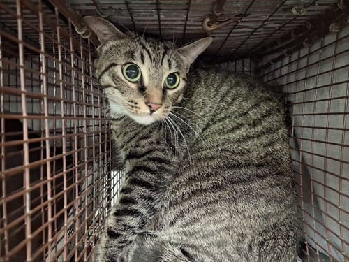DIANNA ARRIETTY - Domestic Short Hair available for adoption