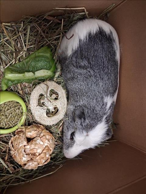 SNOWBALL - Guinea Pig available for adoption