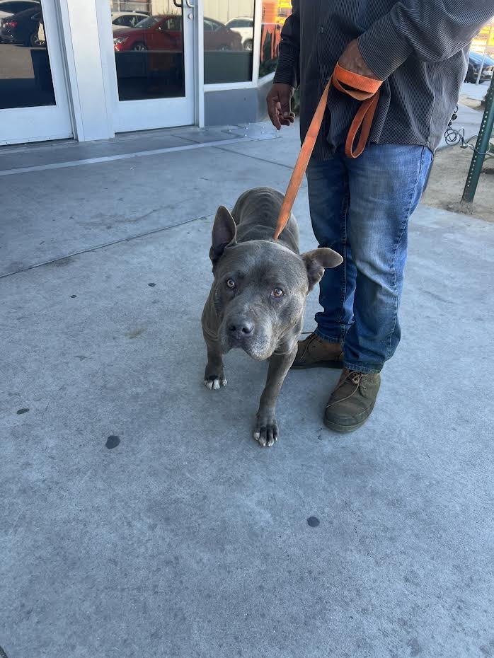 ROCKY - Pit Bull Terrier available for adoption