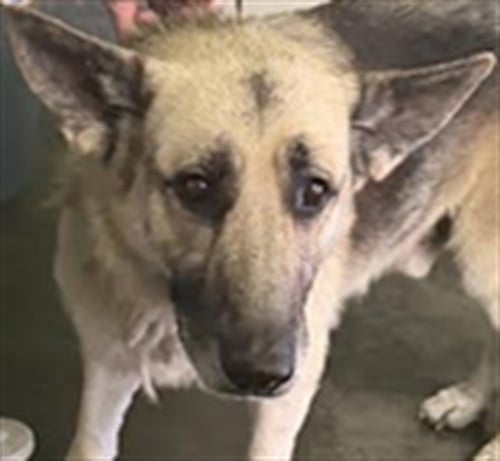 TIBERIUS - German Shepherd Dog available for adoption