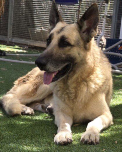 TIBERIUS Image