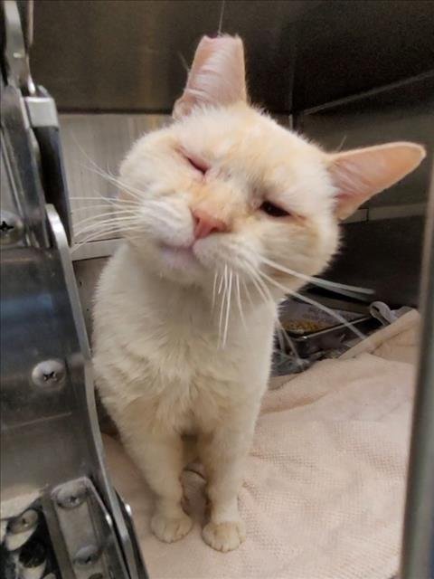 TROUBLE - Domestic Short Hair available for adoption
