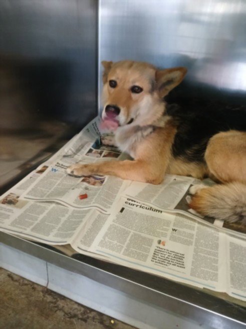 CHICA - German Shepherd Dog available for adoption