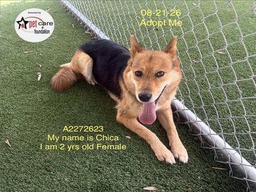 CHICA - German Shepherd Dog available for adoption