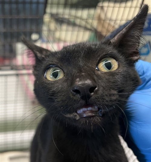 A2291469 - Domestic Short Hair available for adoption