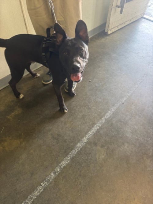 NIGHT - Pit Bull Terrier available for adoption