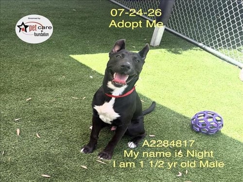 NIGHT - Pit Bull Terrier available for adoption
