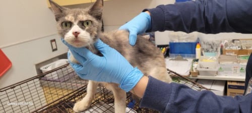 ABBA - Domestic Short Hair available for adoption
