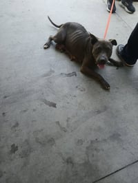 LUNA - Photo 1
