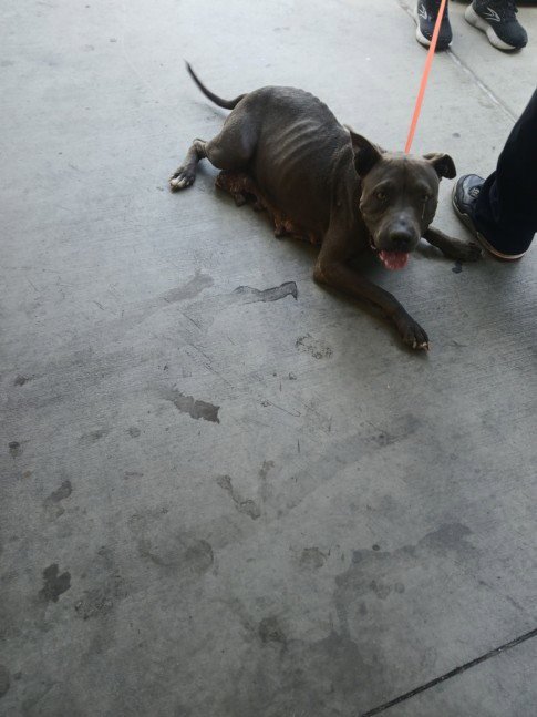 LUNA - Pit Bull Terrier available for adoption