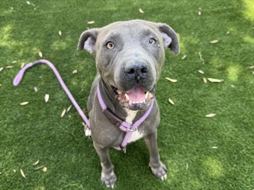 LUNA - Pit Bull Terrier available for adoption