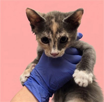 A2291961 - Domestic Short Hair available for adoption
