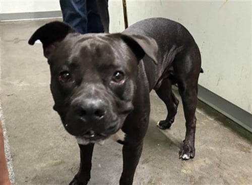 DUNE - Pit Bull Terrier available for adoption