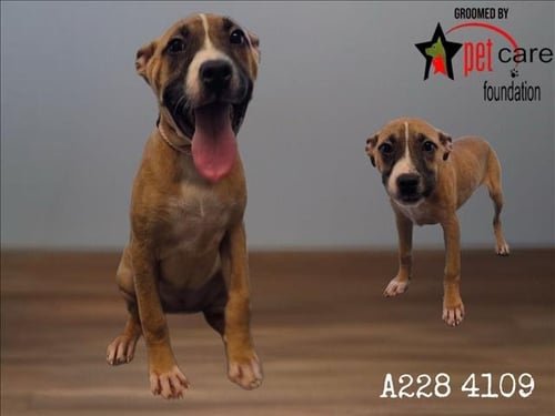 RACHEL - Pit Bull Terrier available for adoption