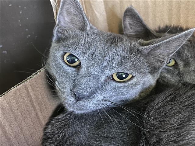 MOMO Image