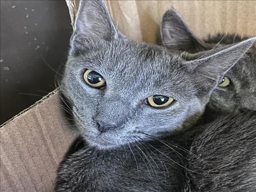 MOMO - Domestic Short Hair available for adoption