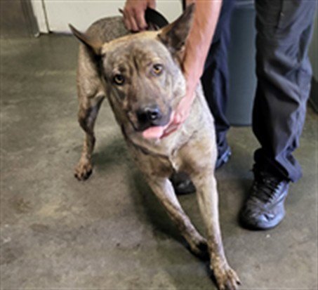 LOLA - German Shepherd Dog available for adoption