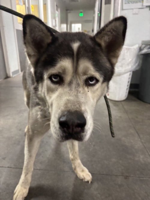 DENVER - Siberian Husky available for adoption