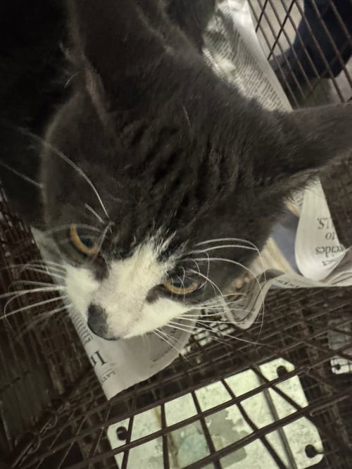 SMOKEY - Domestic Short Hair available for adoption