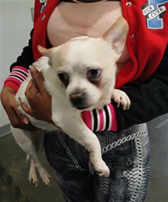 LOUIE - Chihuahua / Pug available for adoption