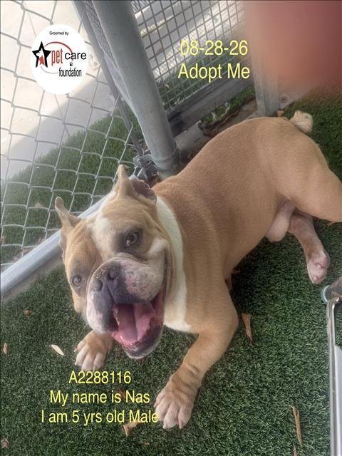 NAS - English Bulldog available for adoption