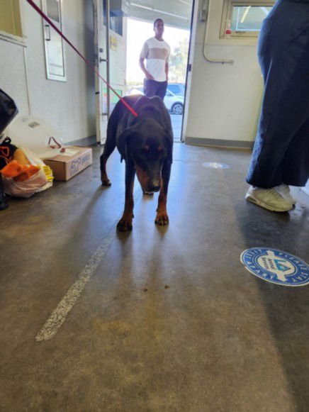 SUZIE - Doberman Pinscher available for adoption