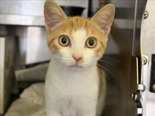 TEGGY - Domestic Short Hair available for adoption