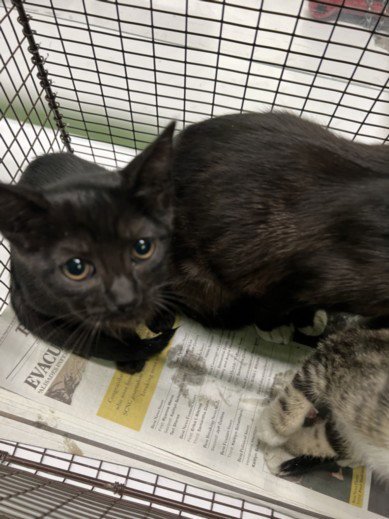 A2291472 - Domestic Short Hair available for adoption