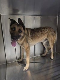 RANGER - Photo 1