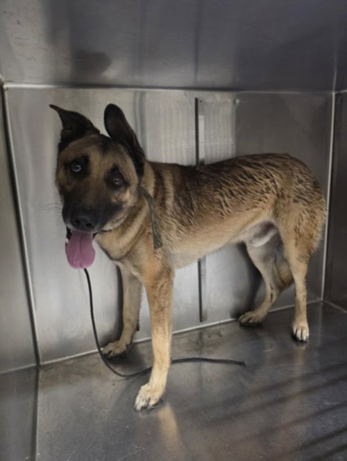 RANGER - German Shepherd Dog available for adoption