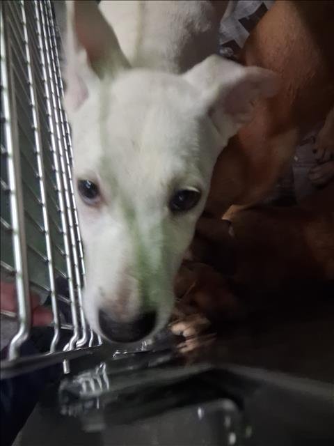 A2302452 - Siberian Husky available for adoption