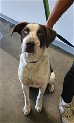 REGENALD - German Shorthaired Pointer available for adoption