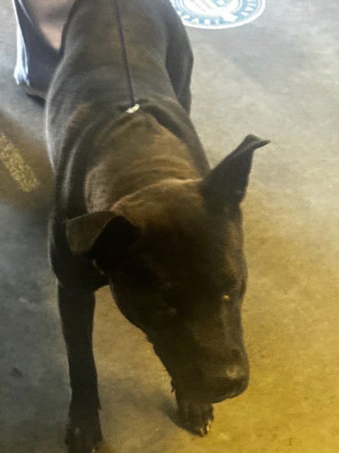 BETTY - Pit Bull Terrier available for adoption