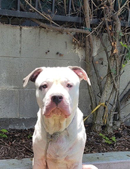 OLIMPIO - Pit Bull Terrier available for adoption