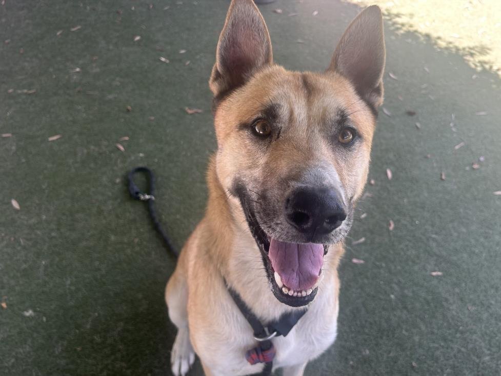 THUNDERBOLT - German Shepherd Dog available for adoption