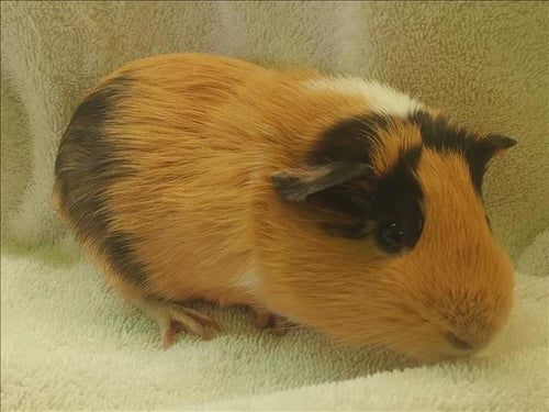 ROBBIE - Guinea Pig available for adoption
