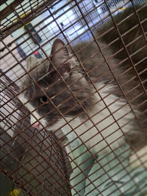 SMOKEY - Domestic Short Hair available for adoption