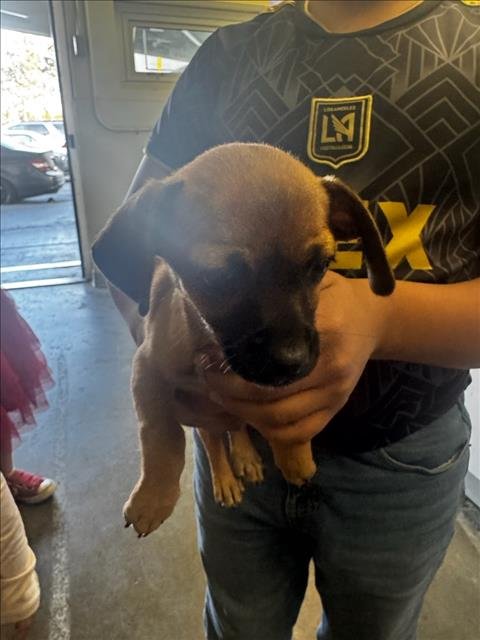 CANELA - Chihuahua available for adoption