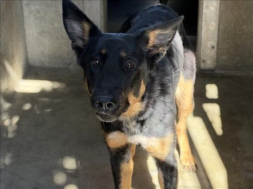 CHARLY - German Shepherd Dog available for adoption
