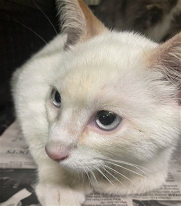 A2287835 - Domestic Short Hair available for adoption