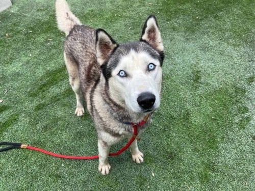 FRENRIR - Siberian Husky available for adoption