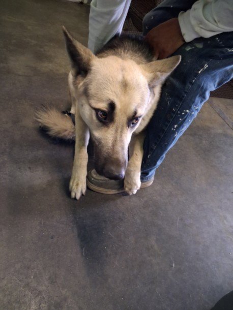 FIRULIES - German Shepherd Dog available for adoption